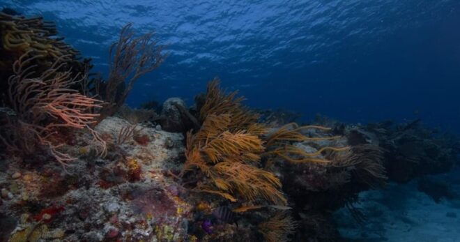 Playa Del Carmen: Refresher Dive - Inclusions and Restrictions