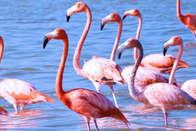 Playa Del Carmen: Rio Lagartos and Las Coloradas Tour - Customer Reviews and Feedback