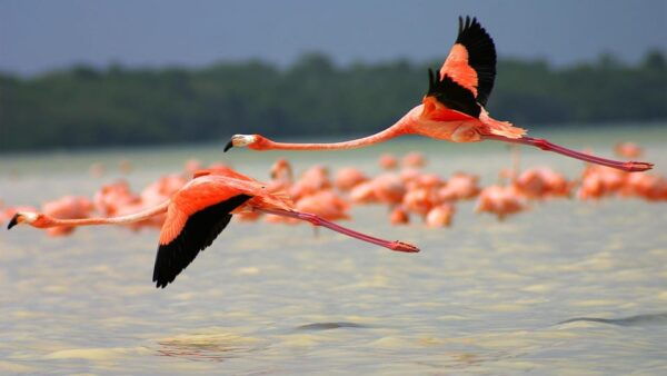 Playa Del Carmen: Rio Lagartos and Las Coloradas Tour - Frequently Asked Questions