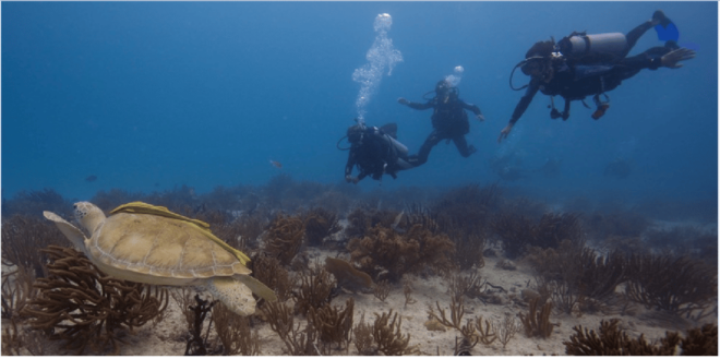 Playa Del Carmen: Scuba Diver Certification Course - Instructor Qualifications