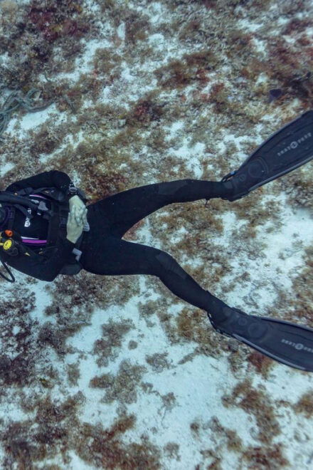Playa Del Carmen: Scuba Diving With Bull Sharks - Equipment and Inclusions