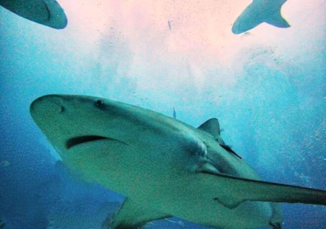 Playa Del Carmen: Scuba Diving With Bull Sharks - Meeting Point Details