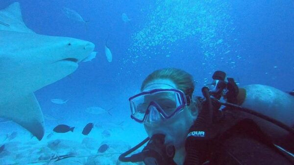 Playa Del Carmen: Scuba Diving With Bull Sharks - Frequently Asked Questions