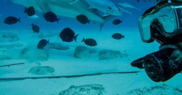 Playa Del Carmen: Sharks Observation & Reef - Good To Know