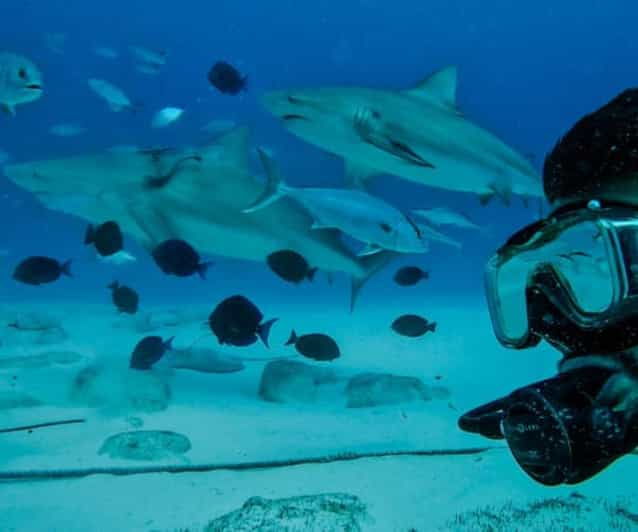 Playa Del Carmen: Sharks Observation & Reef - Inclusions