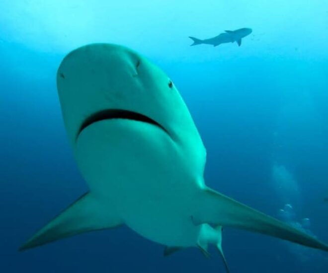 Playa Del Carmen: Sharks Observation & Reef - Prepare for Adventure