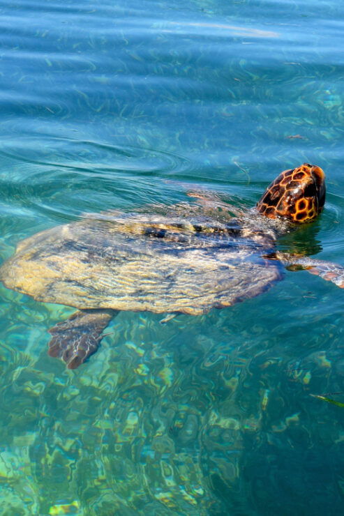 Playa Del Carmen: Sian Kaan Deluxe Boat Tour - Good To Know