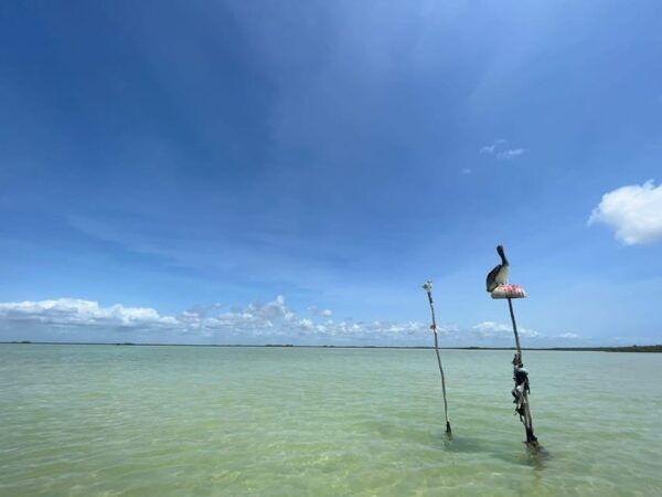 Playa Del Carmen: Sian Kaan Deluxe Boat Tour - Customer Feedback