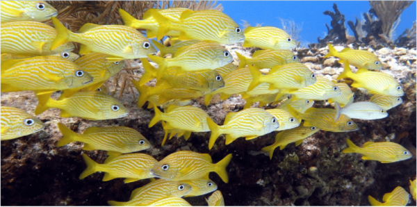 Playa Del Carmen: Snorkel Tour at Local Reef - Marine Ecosystem