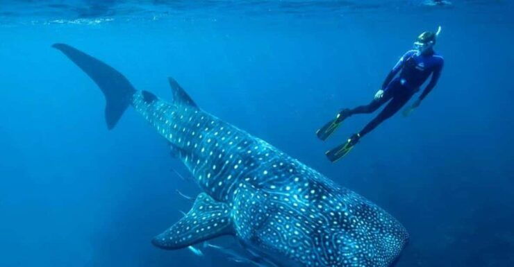 Playa Del Carmen: Swim Next to Whale Shark - Good To Know