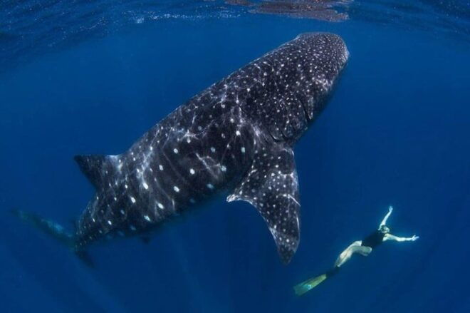 Playa Del Carmen: Swim Next to Whale Shark - Inclusions and Amenities