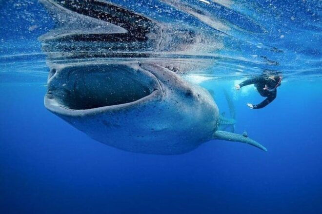 Playa Del Carmen: Swim Next to Whale Shark - Important Safety Considerations