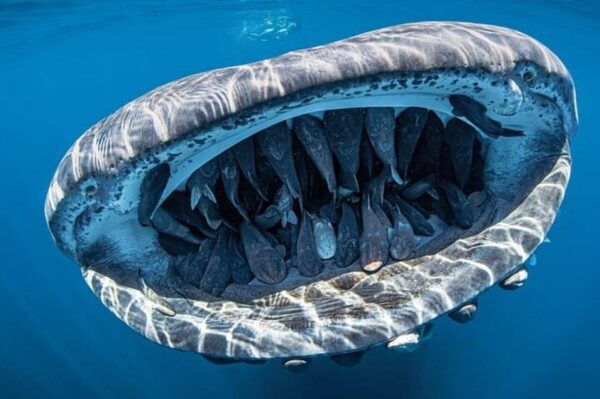 Playa Del Carmen: Swim Next to Whale Shark - What to Bring