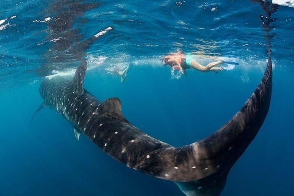 Playa Del Carmen: Swim Next to Whale Shark - Tour Availability
