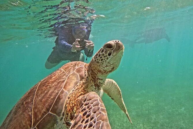 Playa del Carmen Tour Akumal Swimming With Turtles And Lagoon Yal Ku - Good To Know