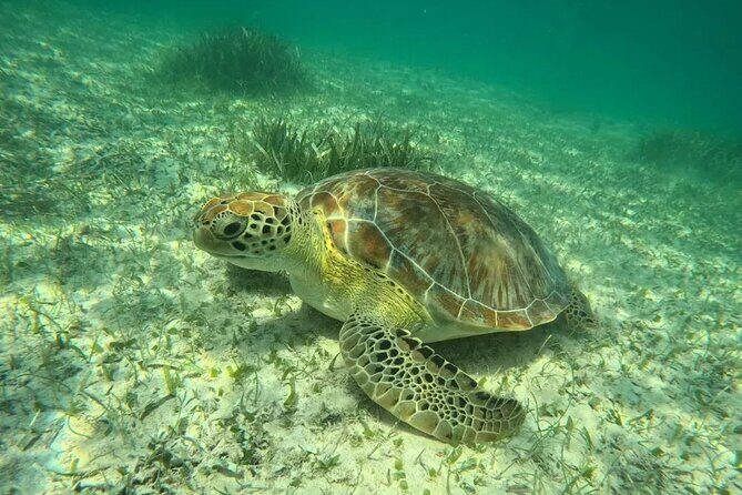 Playa del Carmen Tour Akumal Swimming With Turtles And Lagoon Yal Ku - An In-Depth Look at the Tour Experience