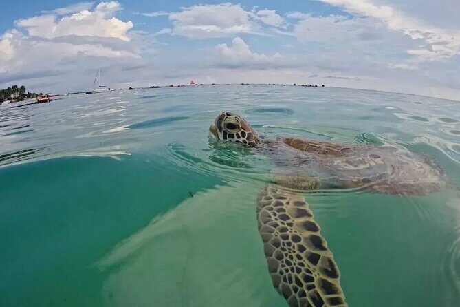 Playa del Carmen Tour Akumal Swimming With Turtles And Lagoon Yal Ku - Who Should Consider This Tour