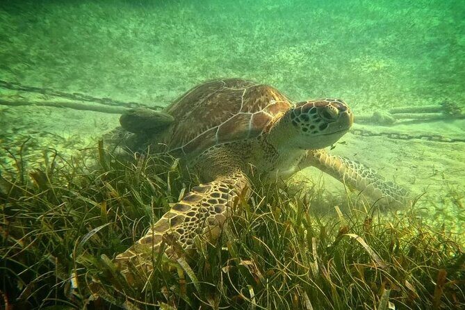 Playa del Carmen Tour Akumal Swimming With Turtles And Lagoon Yal Ku - FAQ