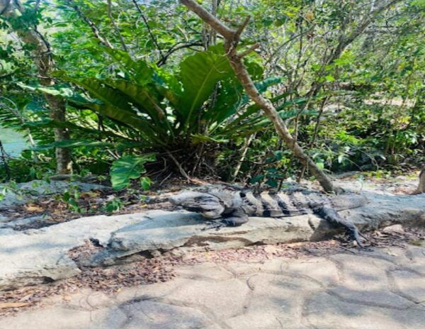 Playa Del Carmen: Tour to Chichén Itzá and Valladolid - Tour Inclusions