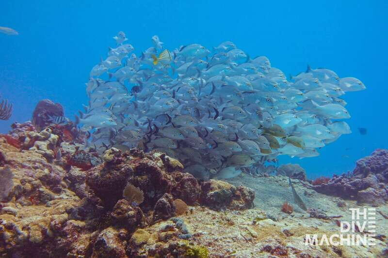 Playa del Carmen: Try Scuba Diving - No Experience Required - Important Details and Considerations