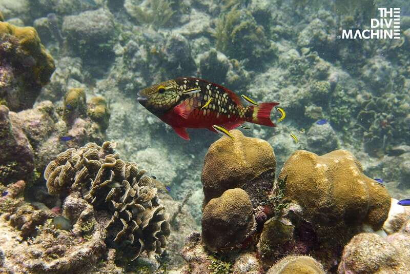 Playa del Carmen: Try Scuba Diving - No Experience Required - The Sum Up