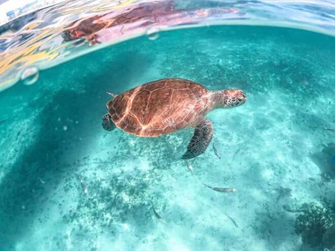 Playa Del Carmen/Tulum: Akumal Beach With Turtle Snorkeling - Turtle Snorkeling Experience