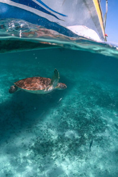 Playa Del Carmen/Tulum: Akumal Beach With Turtle Snorkeling - Frequently Asked Questions