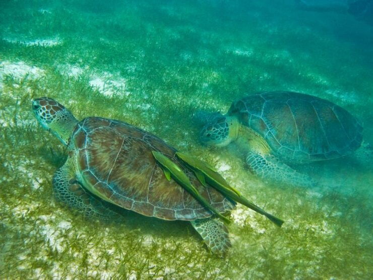 Playa Del Carmen: Tulum Ruins, Snorkeling, and Cenotes Tour - Tour Overview