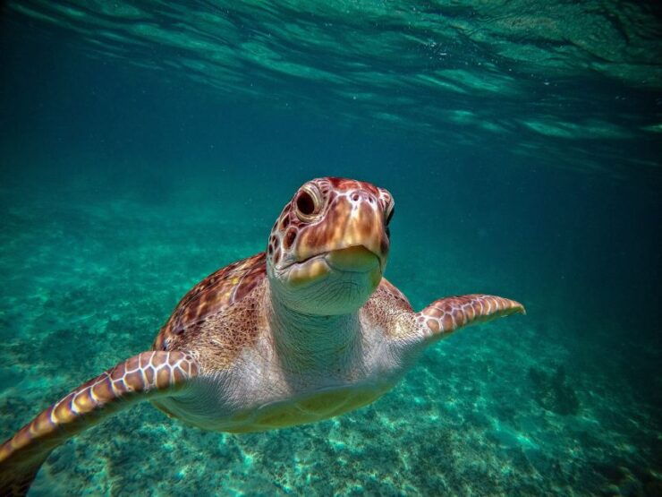 Playa Del Carmen: Tulum Ruins, Snorkeling, and Cenotes Tour - Booking Information