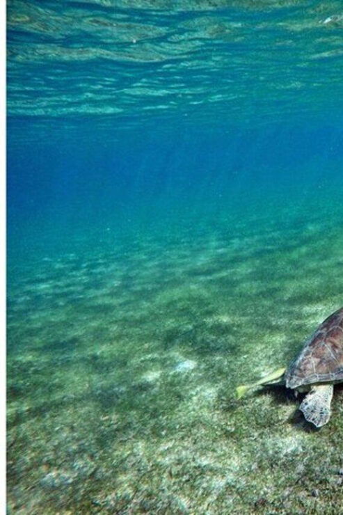Playa Del Carmen: Tulum Ruins, Turtle Sitghseeing and Cenote - Good To Know