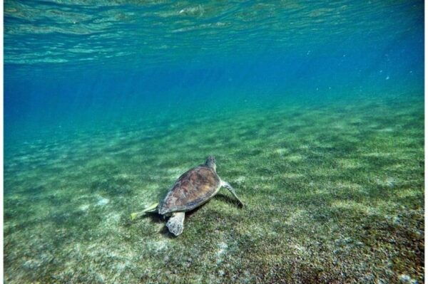 Playa Del Carmen: Tulum Ruins, Turtle Sitghseeing and Cenote - Akumal Turtle Sightseeing
