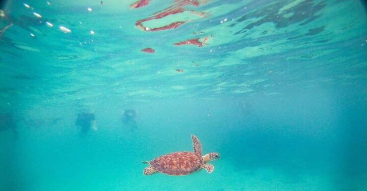 Playa Del Carmen: Tulum Ruins, Turtle Sitghseeing and Cenote - Itinerary and Activities