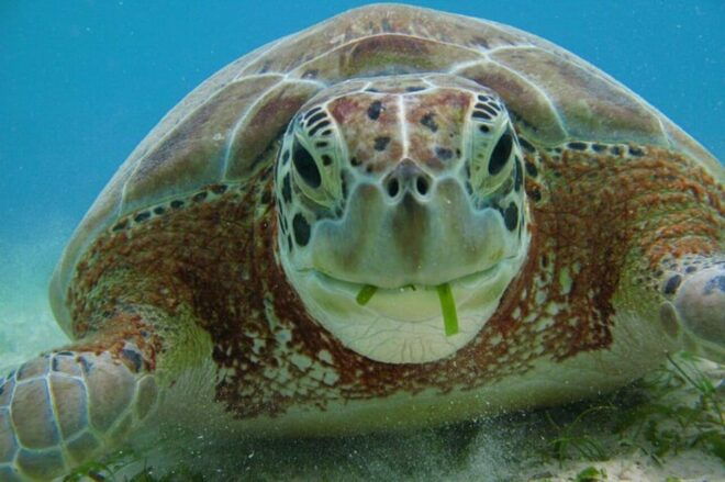 Playa Del Carmen: Tulum Ruins, Turtle Sitghseeing and Cenote - Booking and Cancellation Policy