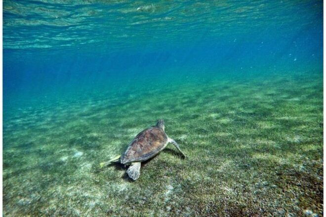 Playa Del Carmen: Tulum Ruins, Turtle Sitghseeing and Cenote - What to Bring and Important Information