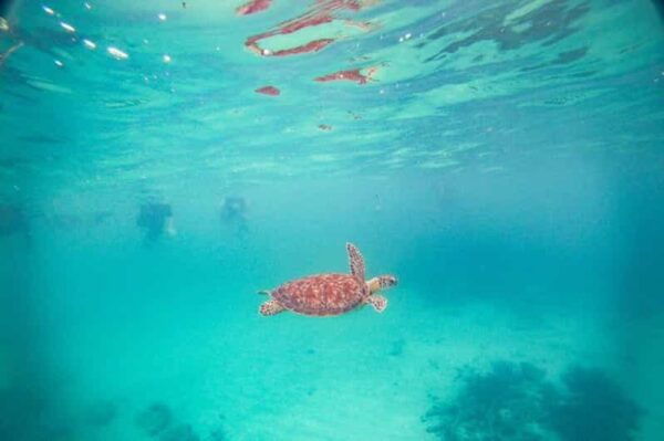 Playa Del Carmen: Tulum Ruins, Turtle Sitghseeing and Cenote - Akumal Turtle Sightseeing