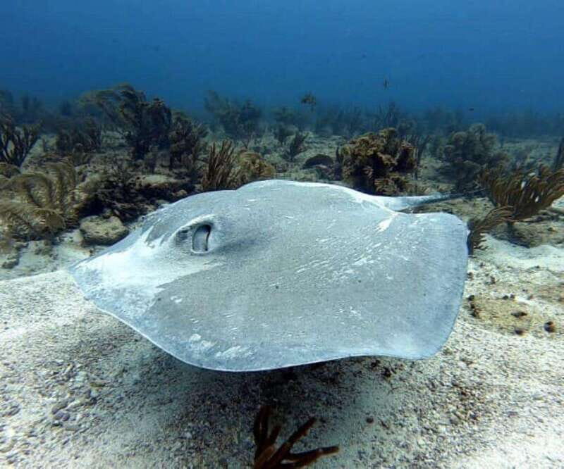 Playa del Carmen: Two Reefs Dives for Certified Divers - Good To Know