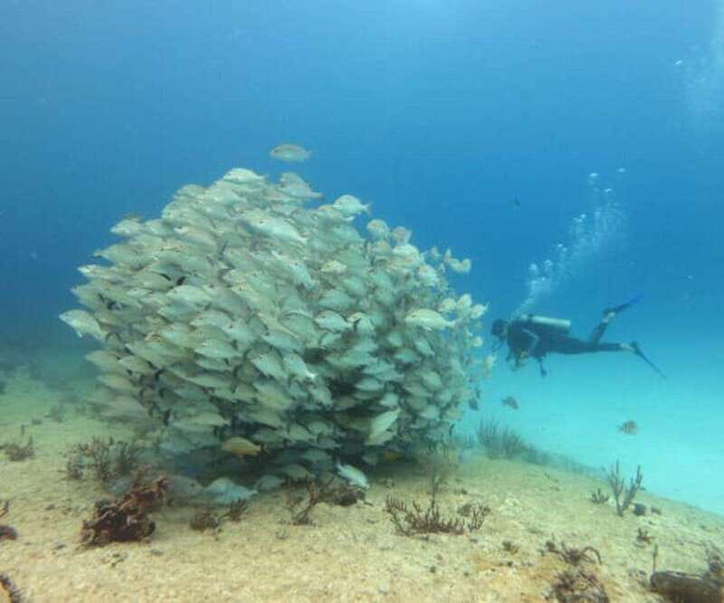 Playa del Carmen: Two Reefs Dives for Certified Divers - Practical Details and What’s Included