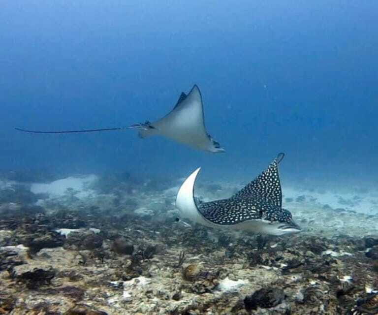 Playa del Carmen: Two Reefs Dives for Certified Divers - FAQ