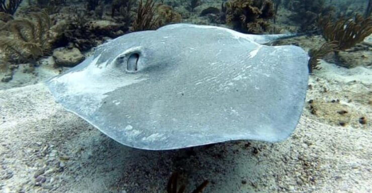 Playa Del Carmen: Two Reefs Dives - Booking Information