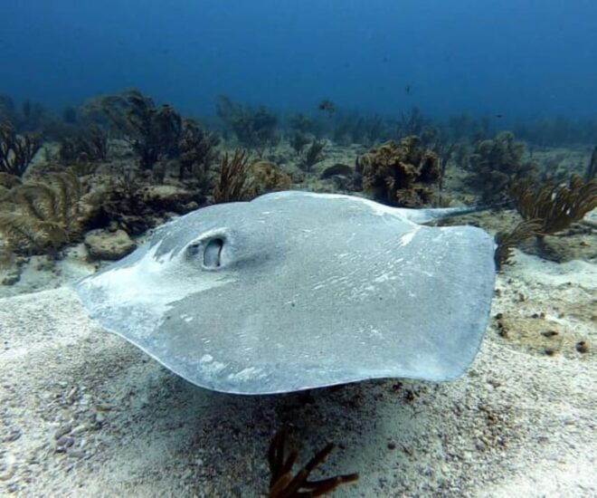 Playa Del Carmen: Two Reefs Dives - Dive Experience