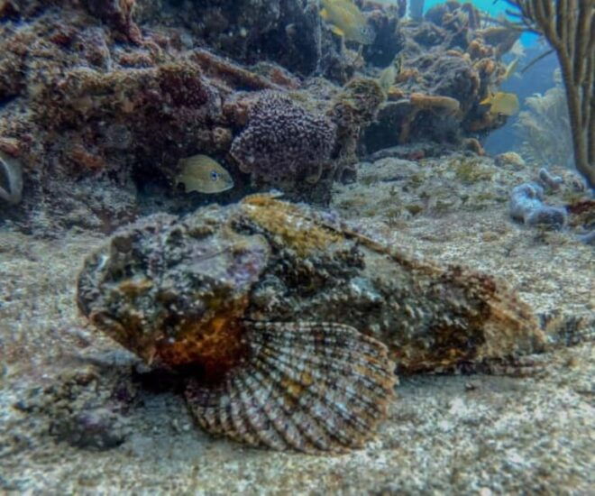 Playa Del Carmen: Two Reefs Dives - Important Information