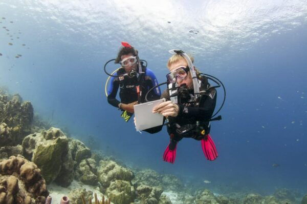 Playa Del Carmen: Ultimate PADI Open Water Diver Experience - Certification and Documentation