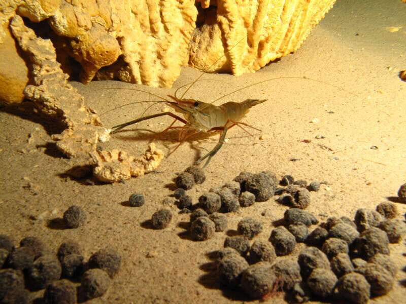 Playa del Carmen: Unforgettable Dive @ Cenote Chikin Ha - Good To Know