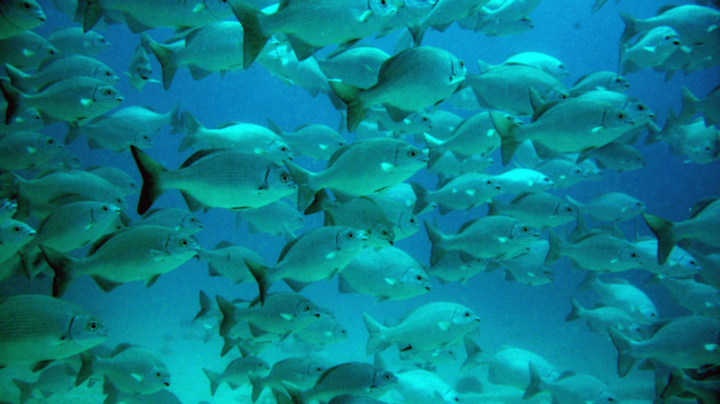 Playa Del Carmen: Visiting Contoy Island and Mujeres Island - Experience Highlights