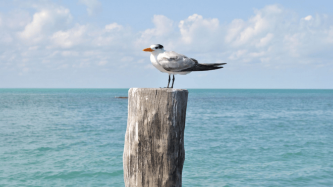 Playa Del Carmen: Visiting Contoy Island and Mujeres Island - Tour Operator and Availability