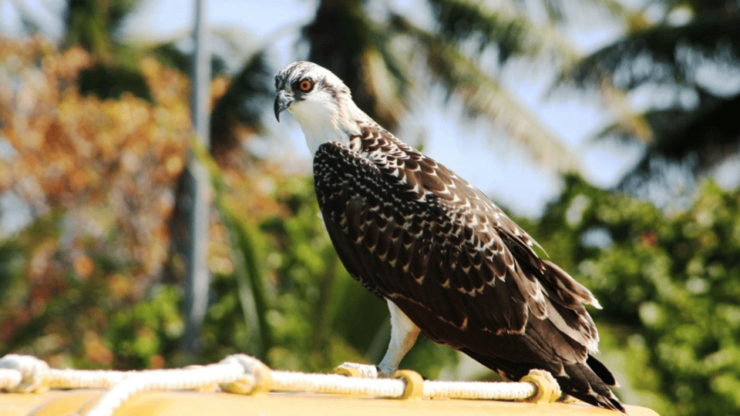 Playa Del Carmen: Visiting Contoy Island and Mujeres Island - Good To Know