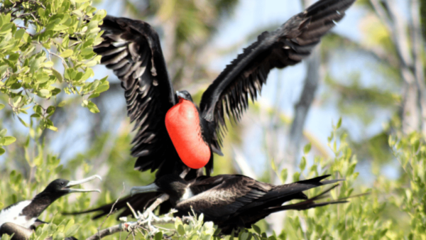 Playa Del Carmen: Visiting Contoy Island and Mujeres Island - Booking and Cancellation Policy