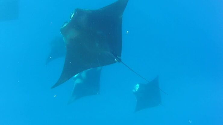 Playa Del Carmen: Whale Shark Tour - Tour Details