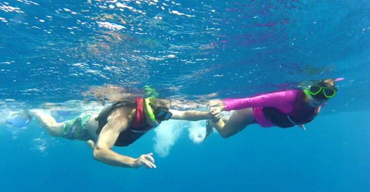 Playa Del Carmen: Whale Shark Tour - Experience Highlights