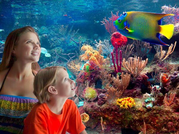 Playa Del Carmen: Xcaret Plus Admission With Show and Lunch - Frequently Asked Questions